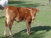 Brandywine Heifer Calf