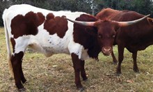 CTL CHESTNUT