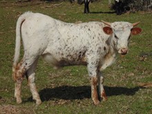 Dainty Bull Calf