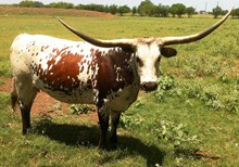 LADY CHEX