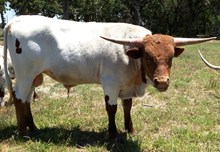 Rio Bravo 2512
