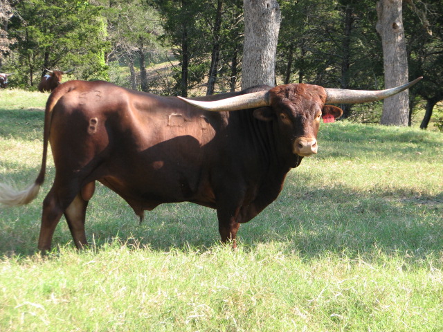 Canyon Trail Longhorns in West Point, TX
